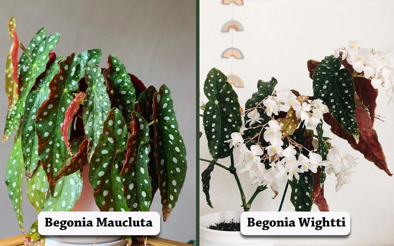 Begonia Maculata vs. Wightti.