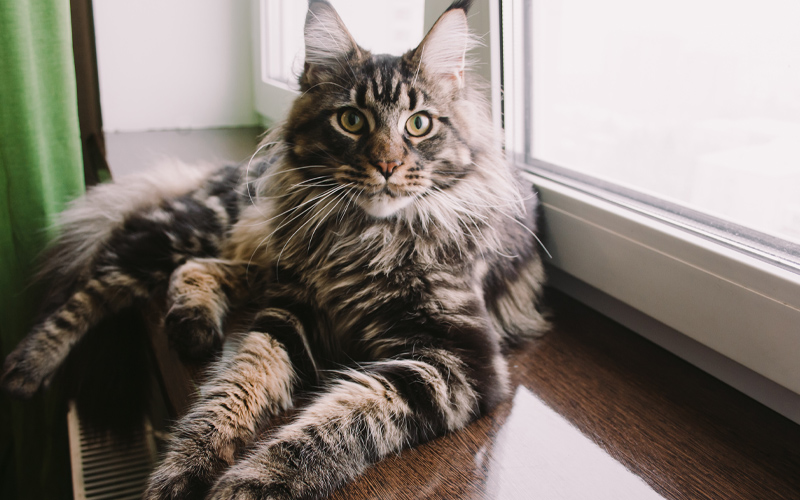 Black Tabby Maine Coon