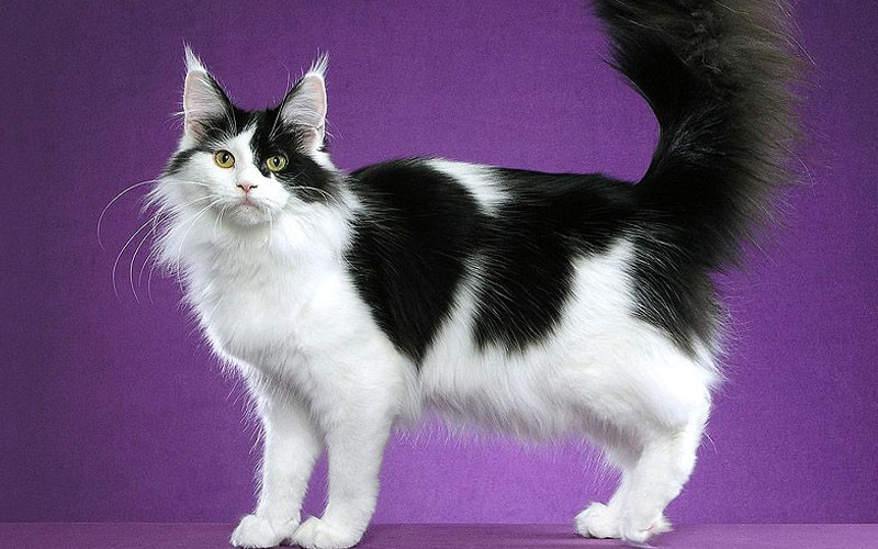 Everything About Black Maine Coon - Largest Cat In World