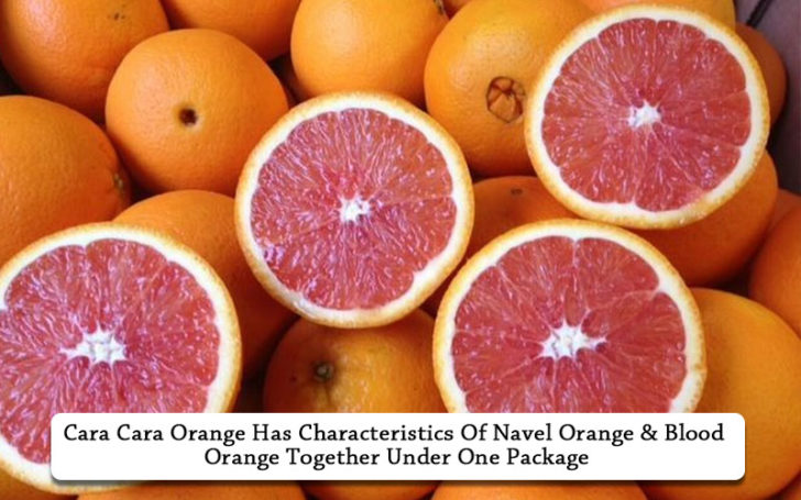 Best Oranges for Eating Summarized