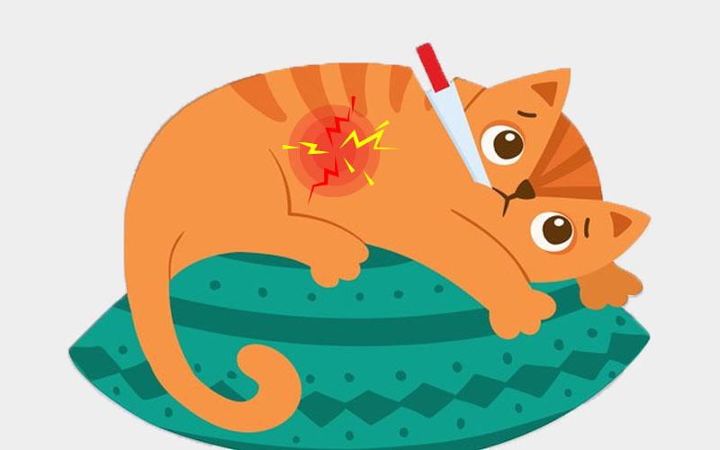 Can Cats Eat Almonds? (Advice of Authorities, Including FDA)