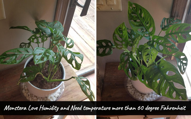 How to keep Monstera Adansonii Humidity