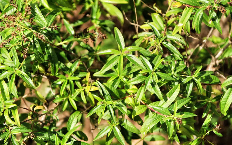 Lemon Verbena Leaves