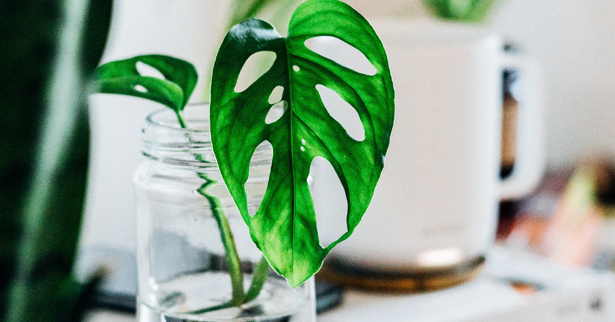 Never Let Your Monstera Adansonii Die With These Easy 7 Tips