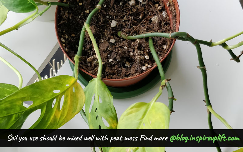 Monstera Adansonii Soil Type