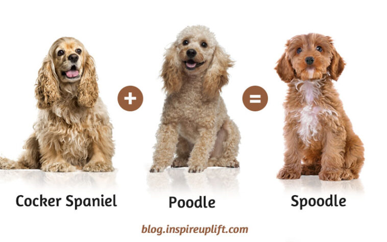 6 Spoodle Facts That'll Make You An Expert On The Breed