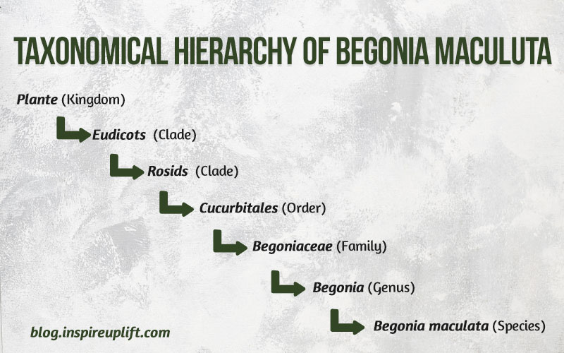 Taxonomical Hierarchy of Begonia Maculuta