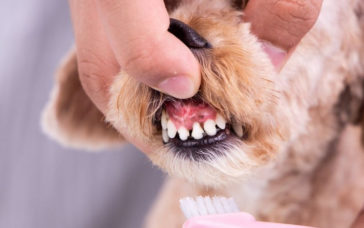6 Spoodle Facts That'll Make You An Expert On The Breed