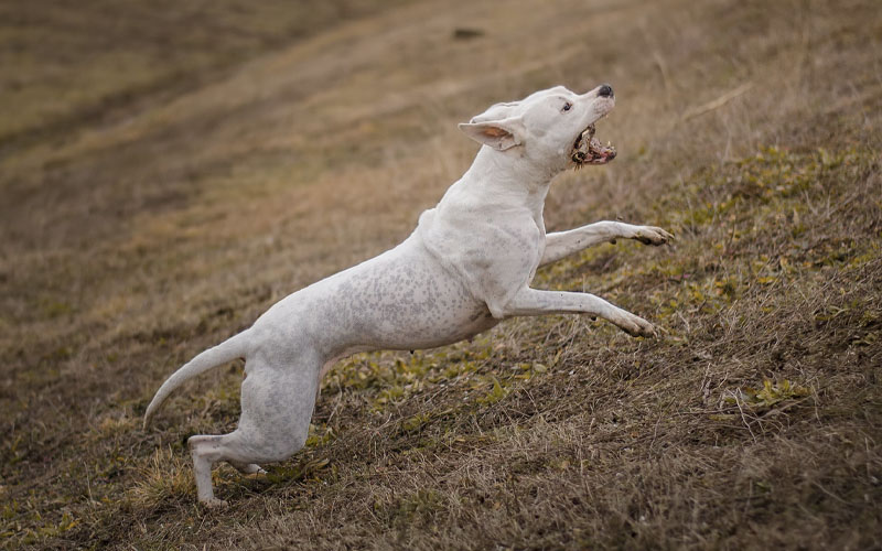 Dogo Argentino Club of America