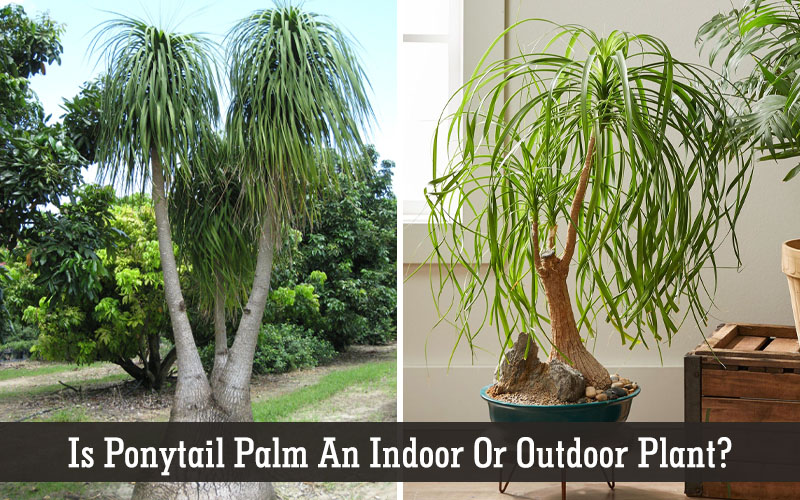 ponytail palm outdoor care