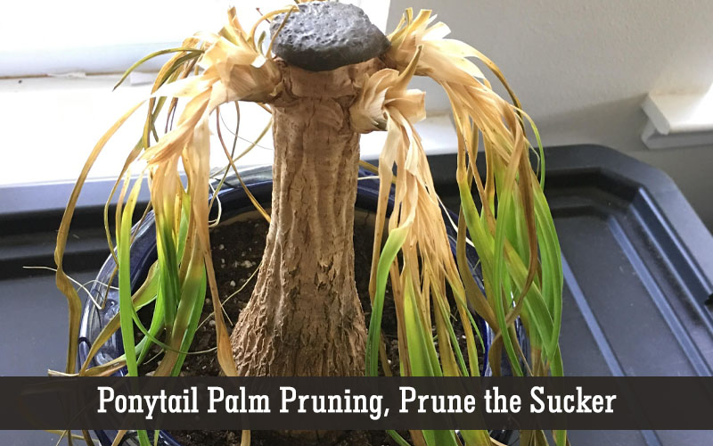 ponytail palm pruning