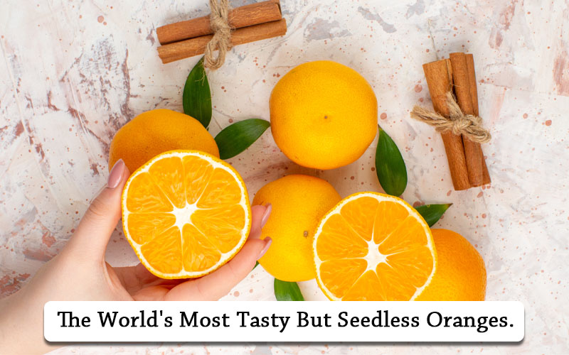 seedless navel orange