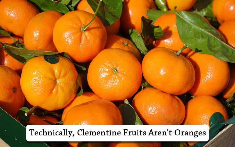 what is Clementine Orange