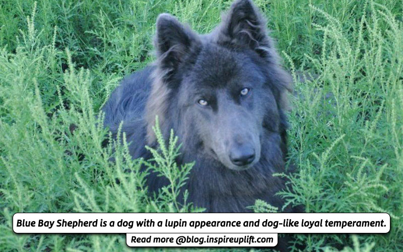 American blue bay shepherd