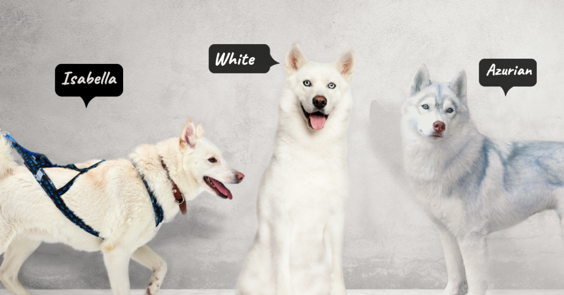 All About Azurian Husky, White Husky, And Isabella Husky