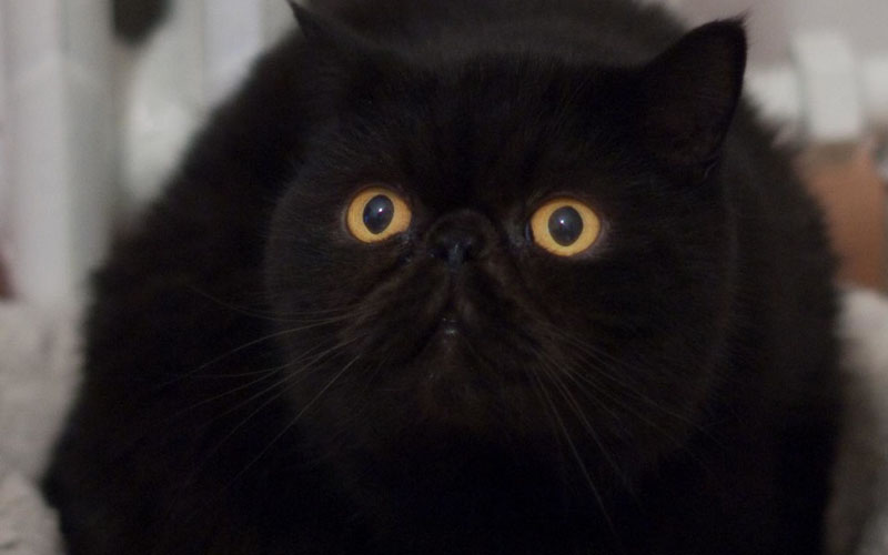 Black Exotic shorthair