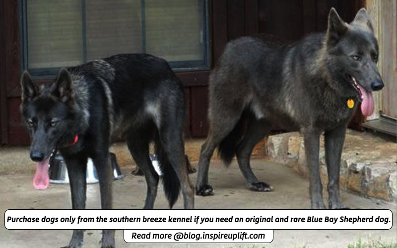 Blue bay shepherd for sale