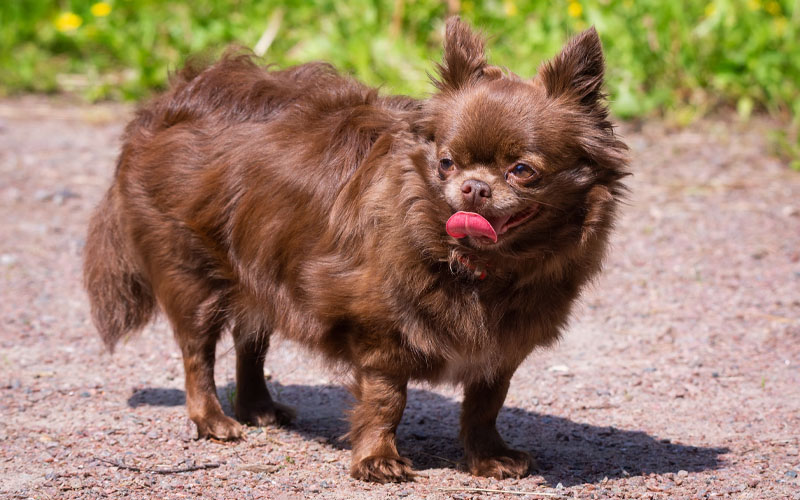 Chocolate long best sale haired chihuahua