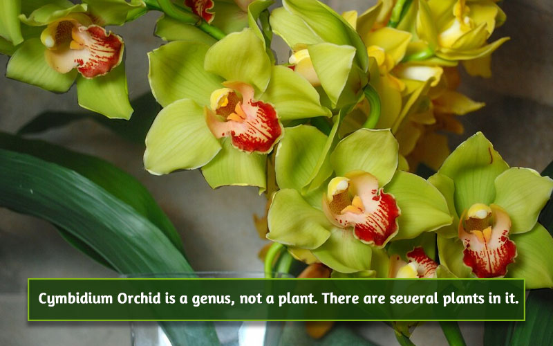 Cymbidium Orchid image