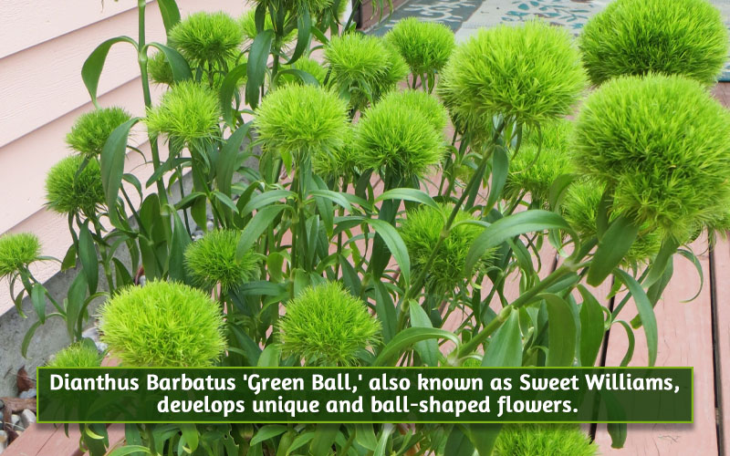 Dianthus Green Ball image