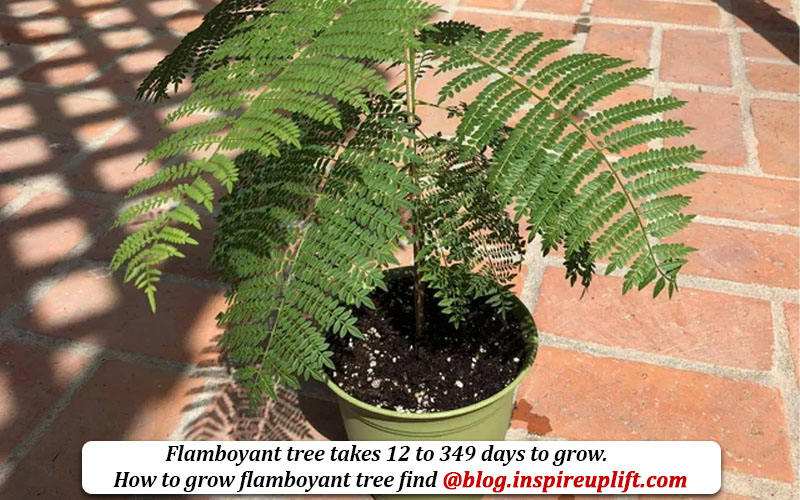 Flamboyant tree growth