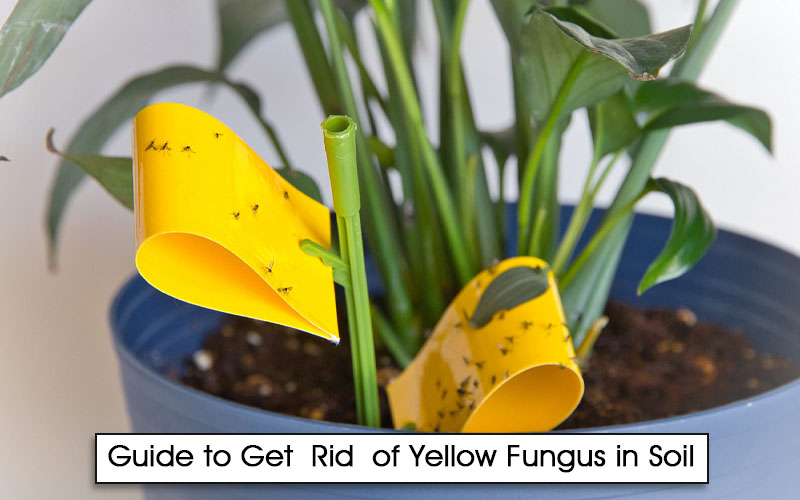 How to Get Rid of Yellow Fungus in Soil