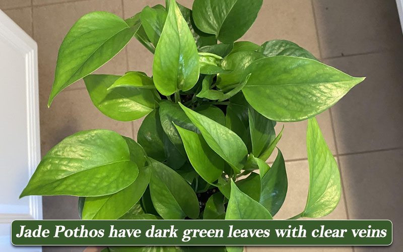 Jade Pothos