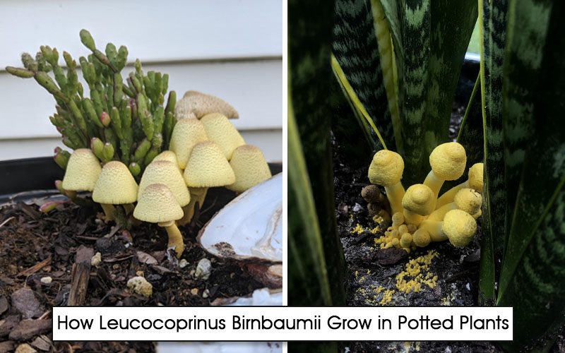 Leucocoprinus Birnbaumii Grow in Potted Plants