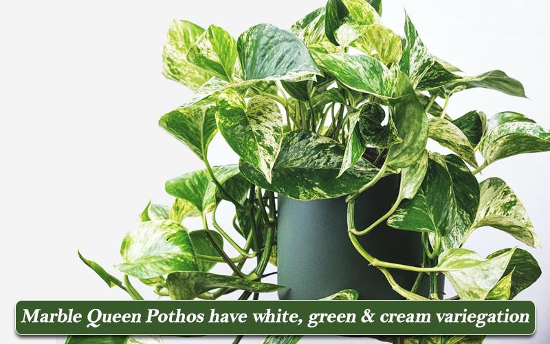 Marble Queen Pothos