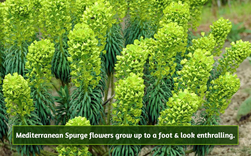 Mediterranean Spurge