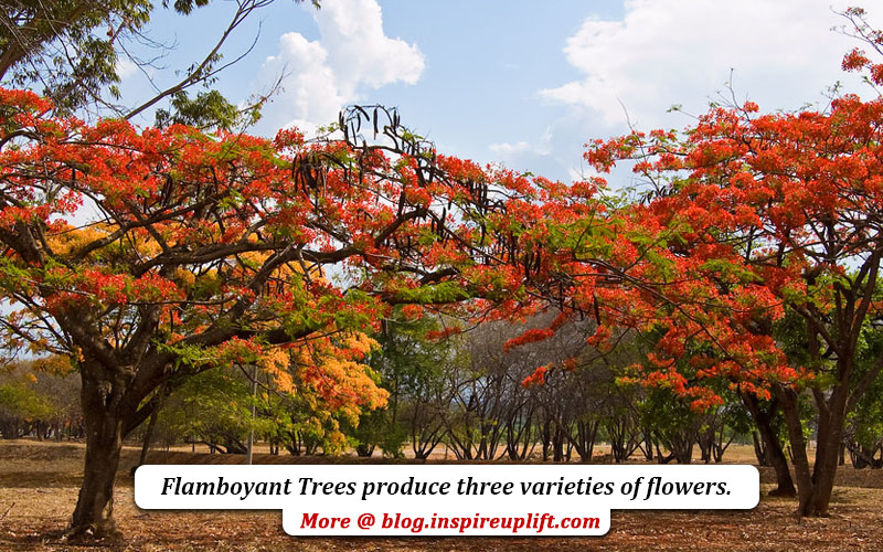 Royal Poinciana Colors