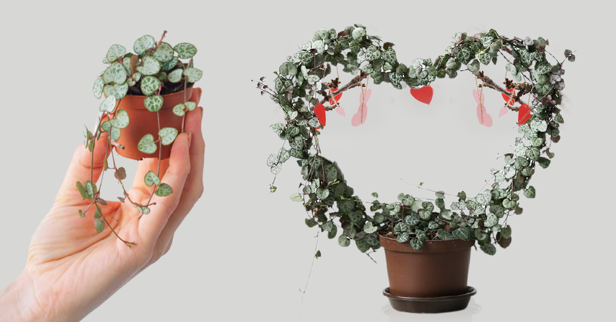 String of Hearts Care
