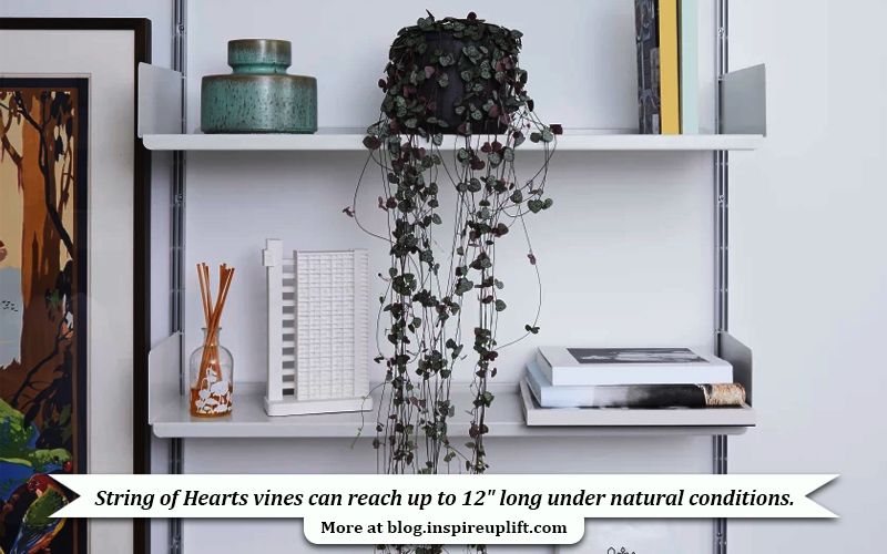 String of Hearts