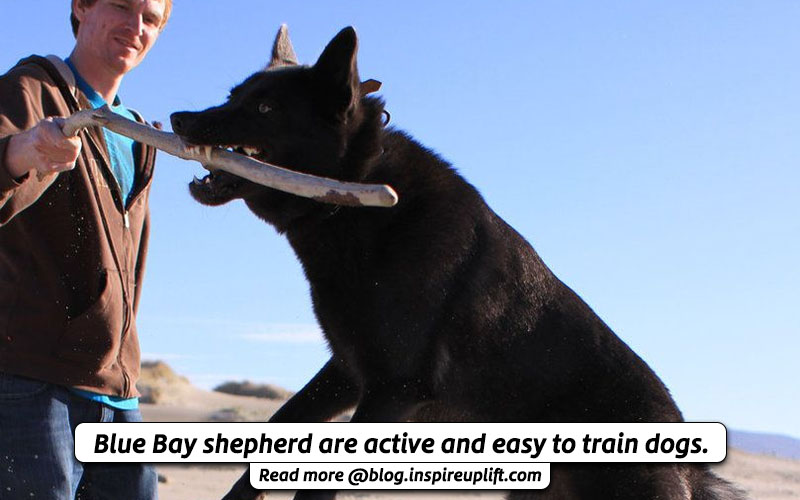 Training blue bay shepherd