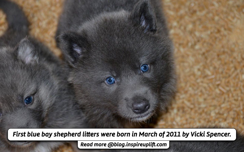 Trending blue bay shepherd breed