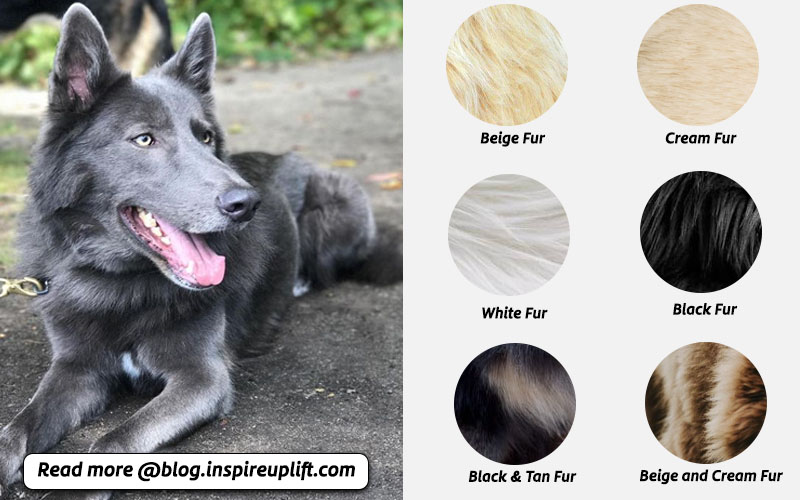 blue bay German shepherd colors