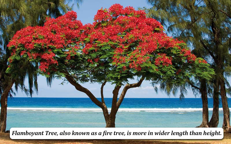 flamboyant Tree definition