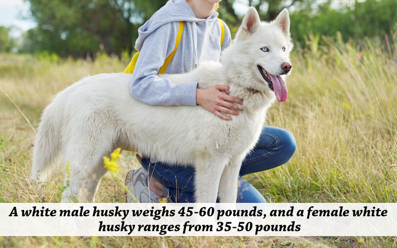 husky breed weight