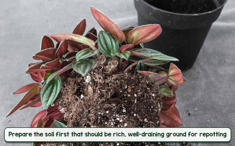 peperomia rosso soil