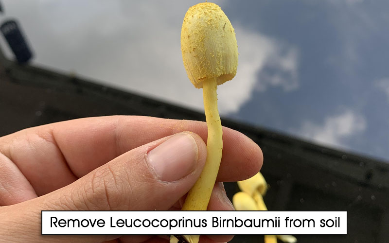 steps to get rid of Leucocoprinus Birnbaumii