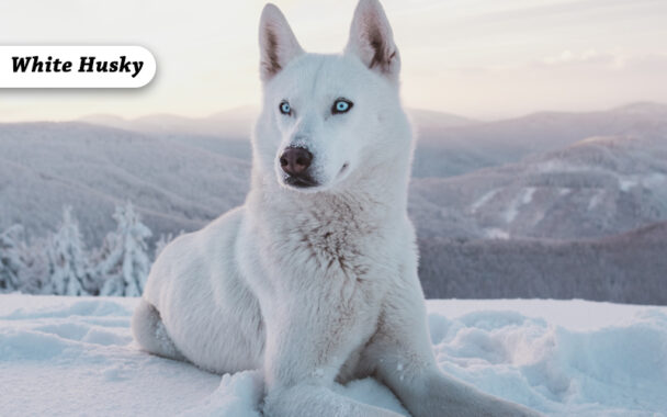 Are Azurian, Isabella Husky & White Husky the Same? The Information You ...