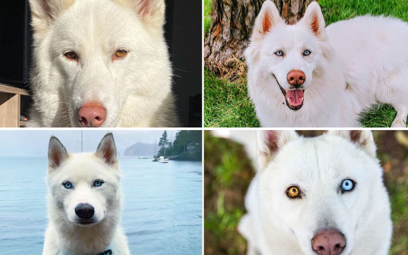 White Alusky