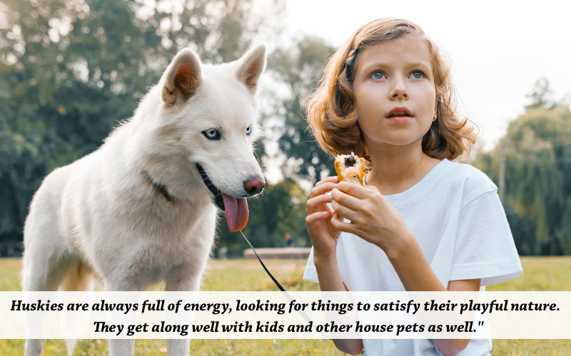 white husky for kids