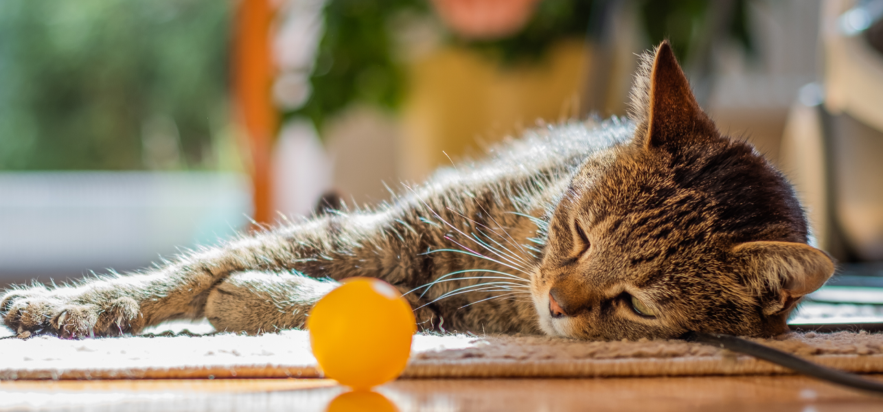 What to Do When See 7 Signs That Your Cat Is Dying