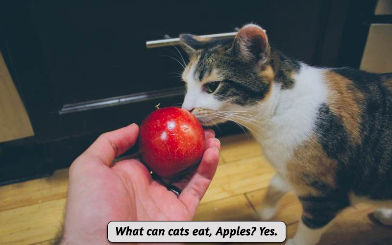 Can kittens hotsell eat apples