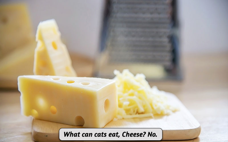 Can Cats Eat Cheese