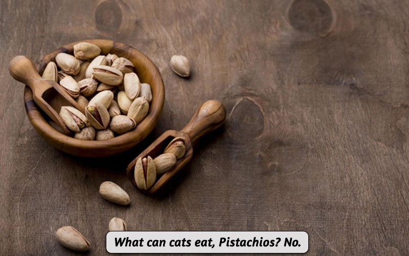 Can Cats Eat Pistachios