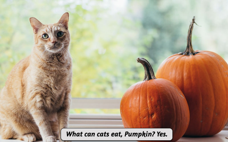 Can Cats Eat Pumpkin