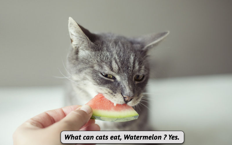 Do cats like watermelon best sale