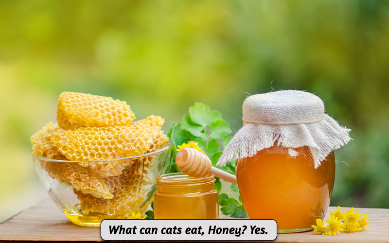 Can Cats Eat honey